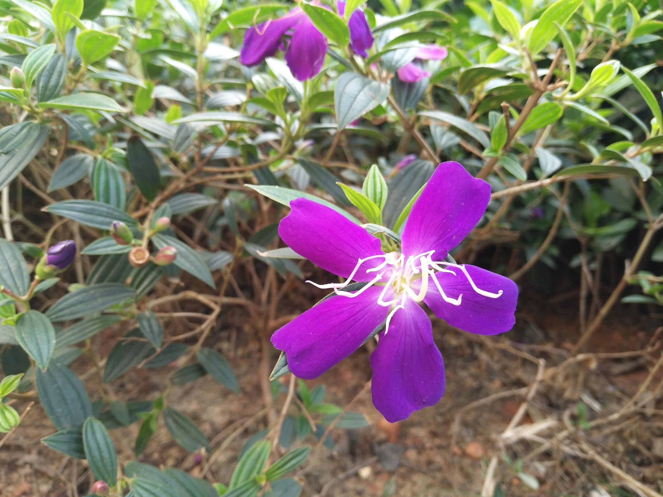 vivox9的拍照效果,vivo柔光双摄手机好吗