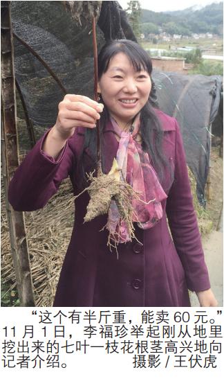 李福珍七叶一枝花,七叶一枝花李福珍