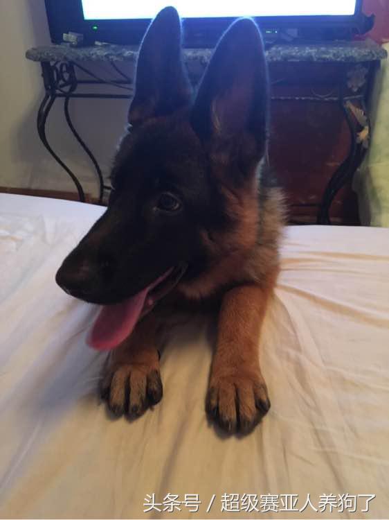 德国牧羊犬咬人还咬主人怎么办,德国牧羊犬咬人怎么办