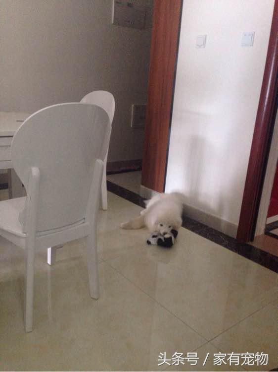 萨摩耶耳朵立不起来是串吗,萨摩耶耳朵立起来又垂下去了