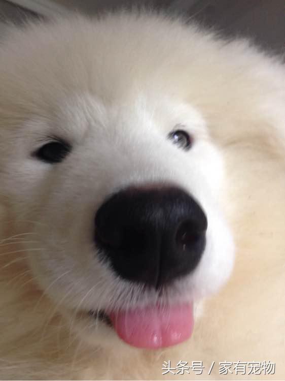 萨摩耶耳朵立不起来是串吗,萨摩耶耳朵立起来又垂下去了