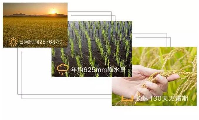 有机大米卖多少钱,有机大米的价格40元一斤