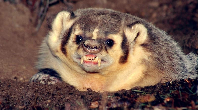 古人真有吃人的吗,古人吃生肉不会得寄生虫吗