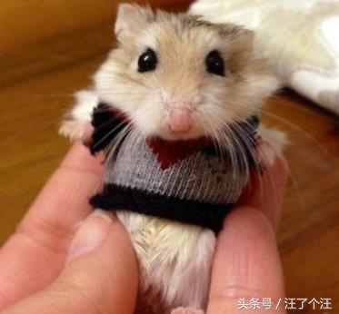 怎么给仓鼠屋消毒最好呢,用什么可以帮仓鼠消毒杀虫