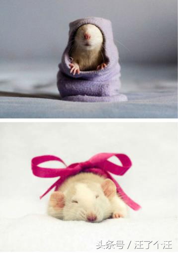 怎么给仓鼠屋消毒最好呢,用什么可以帮仓鼠消毒杀虫