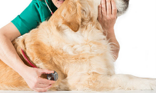 狗狗误食中毒怎么急救,狗狗吃了老鼠药中毒而死