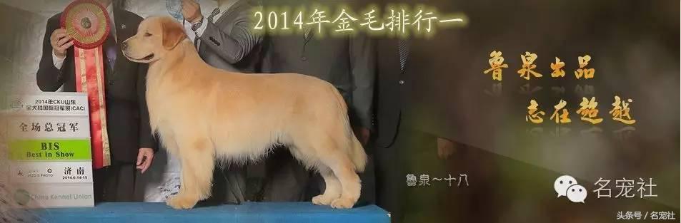国内知名金毛犬舍有哪些品牌,有哪些犬舍主卖纯种金毛幼犬
