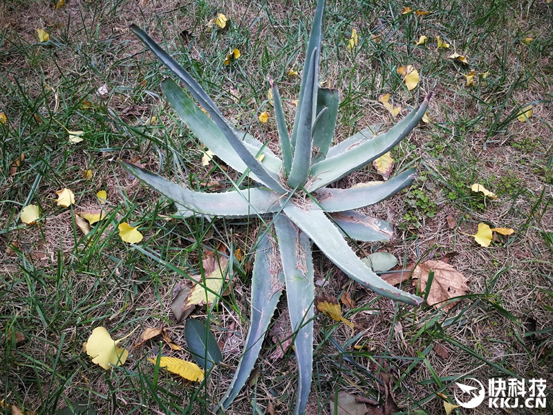 外媒评测华为mate9,华为mate9测评王者荣耀