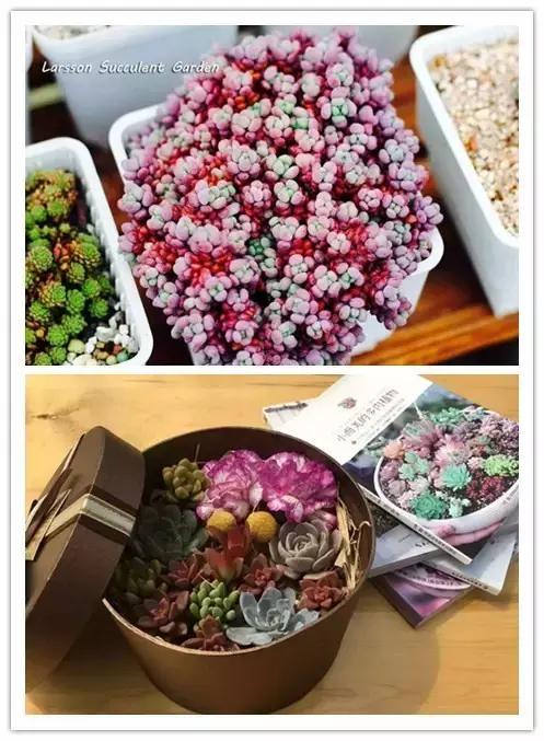 一个爱折腾的90后,多肉90后大叔