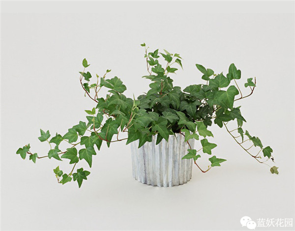 可以净化空气的室内盆栽植物,什么植物净化空气能力最强室内