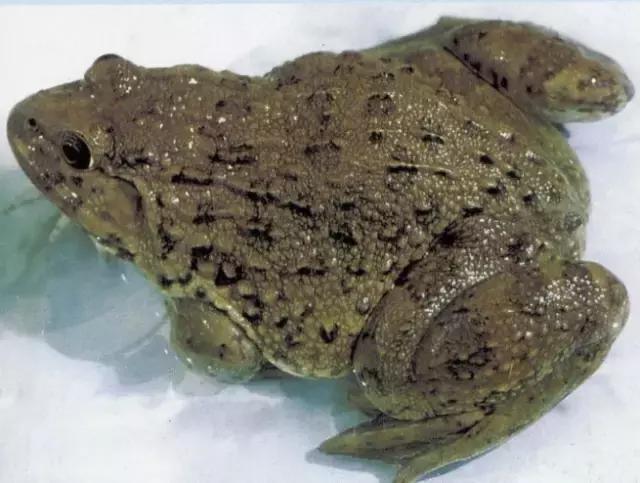 东北农村即将消失的野味，秒杀5星级大酒店，你吃过几个？