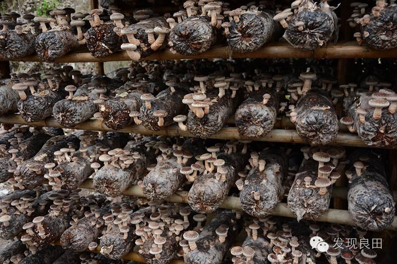 良田路演:景语菇——不忘初心,与梦同行