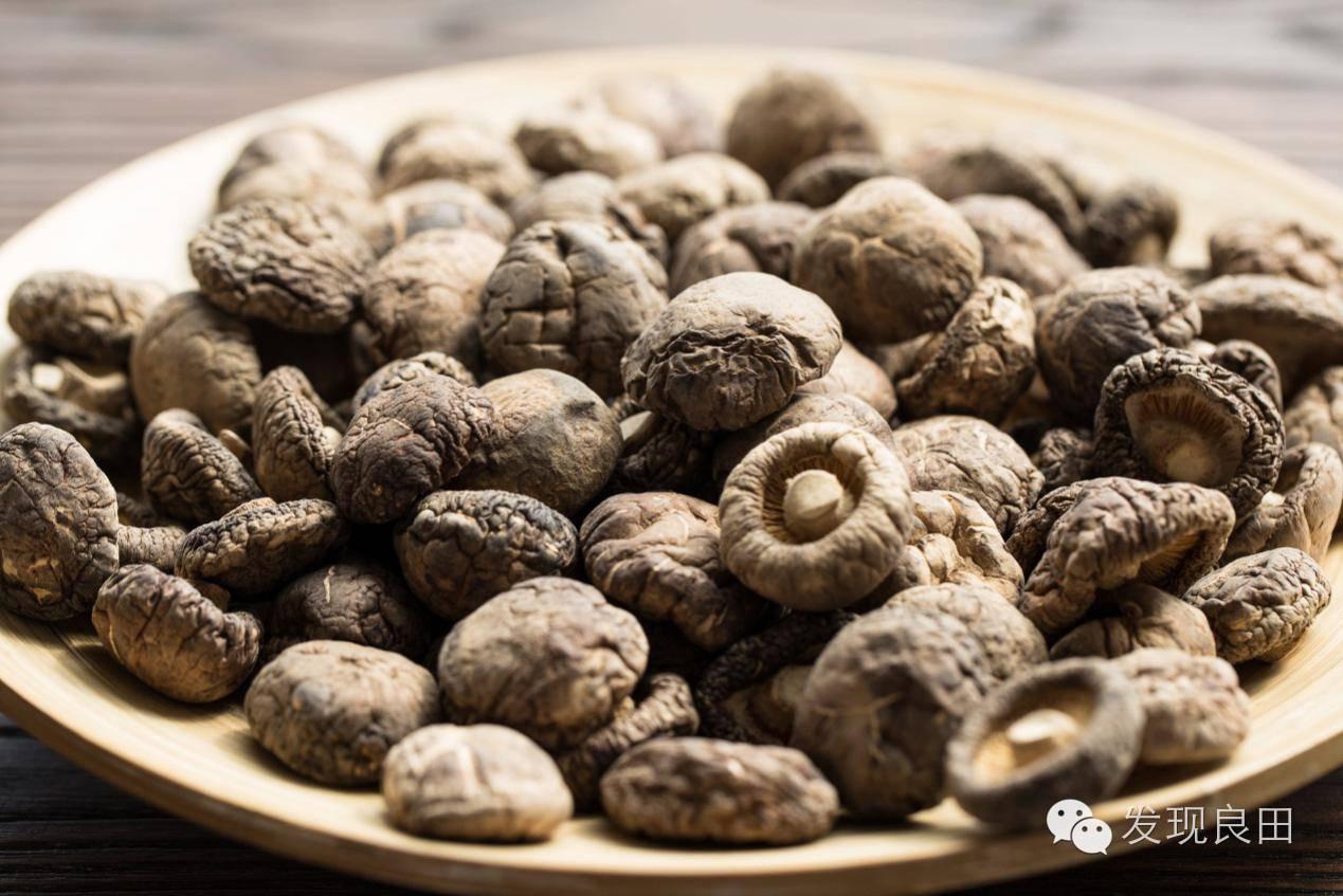 良田路演:景语菇——不忘初心,与梦同行