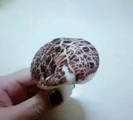 还是憋吃9块钱的砂锅大嘴猴啦，我们一起去吐吧