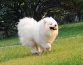 从来不跟狗打交道的星座,狗跟星座的关系