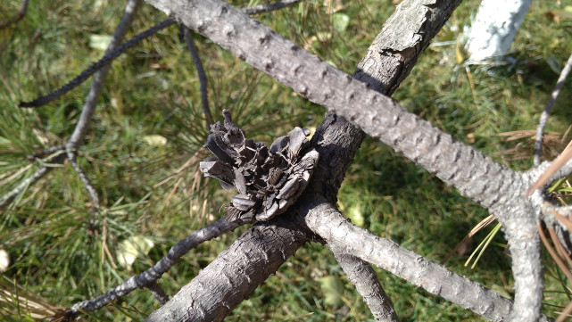 499元会玩出什么新花样？红米4A评测