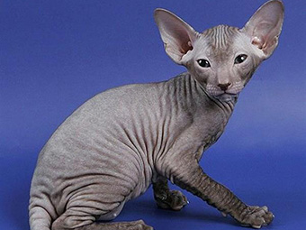 性价比低的猫咪品种有哪些,什么种类的猫最便宜