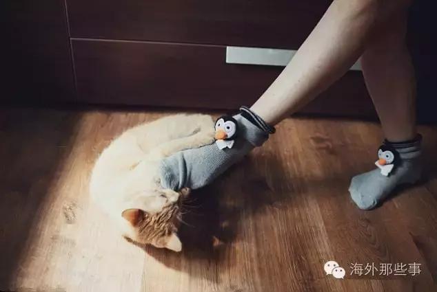 被猫咪咬伤的症状有哪些,被猫咪咬伤后怎么处理是正确的