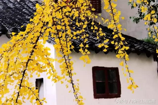 苏州平江路网红打卡地,苏州十大名街