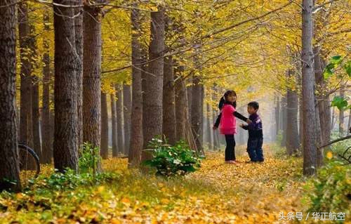 乐山最美银杏打卡地,中国最美十大银杏观赏地