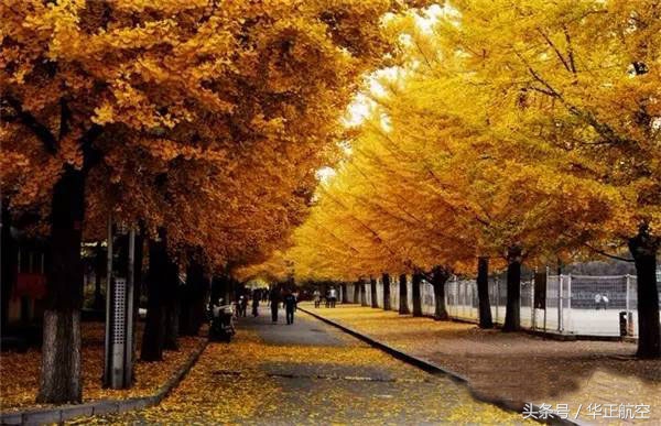 乐山最美银杏打卡地,中国最美十大银杏观赏地
