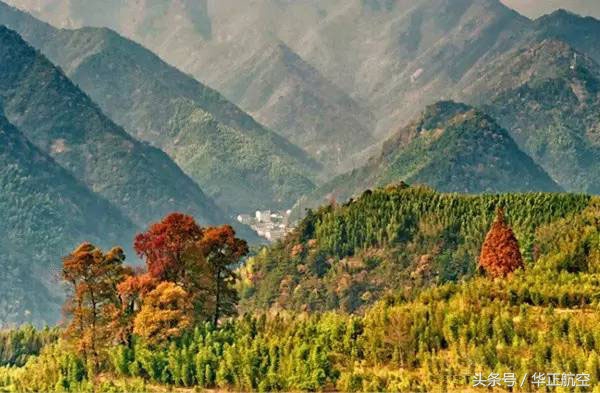 乐山最美银杏打卡地,中国最美十大银杏观赏地