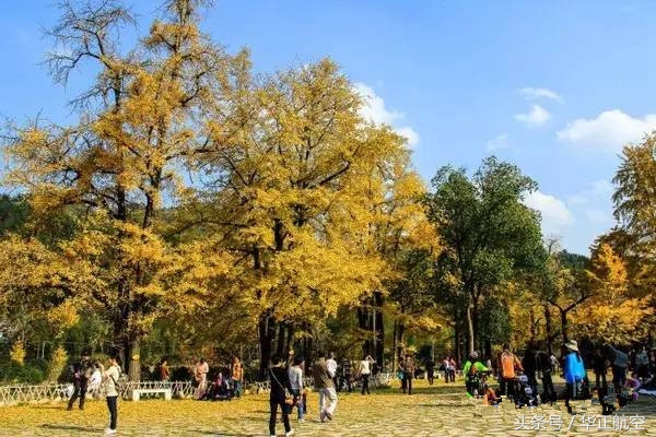 乐山最美银杏打卡地,中国最美十大银杏观赏地