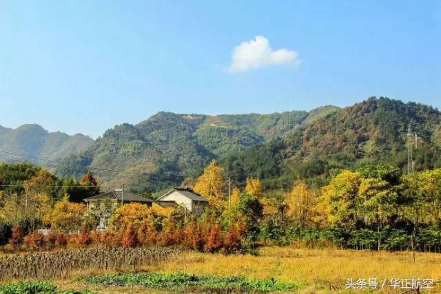 乐山最美银杏打卡地,中国最美十大银杏观赏地