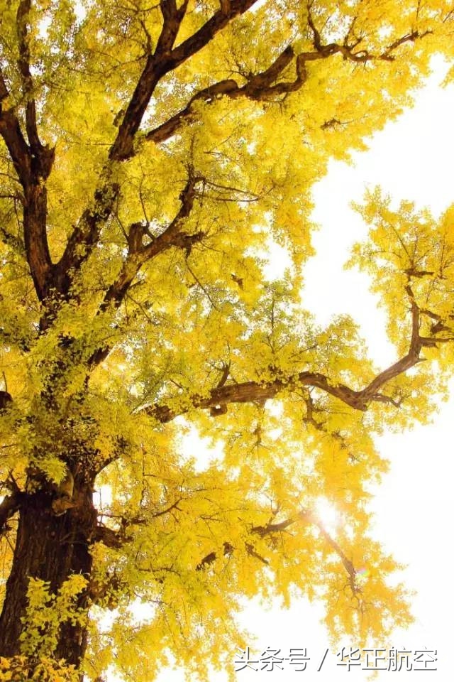 乐山最美银杏打卡地,中国最美十大银杏观赏地