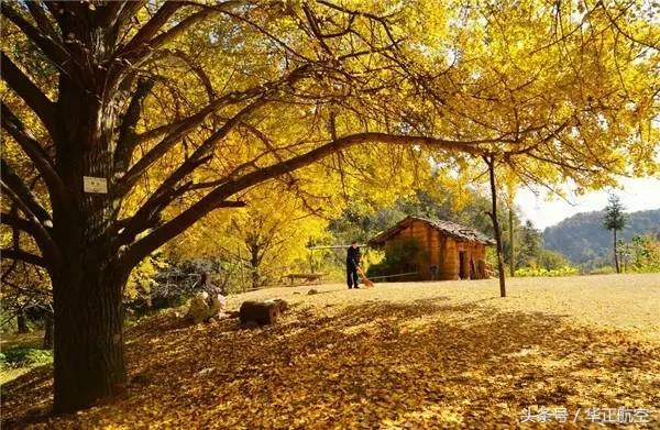 乐山最美银杏打卡地,中国最美十大银杏观赏地