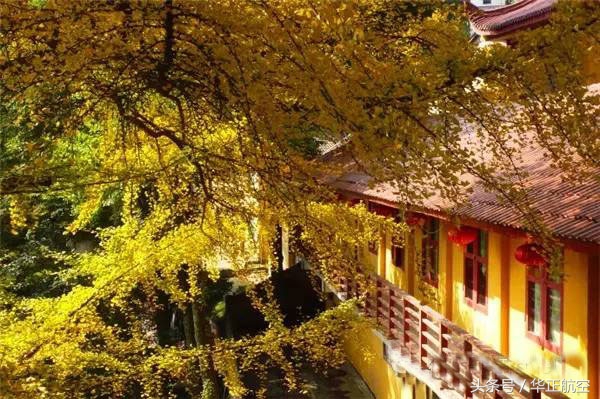 乐山最美银杏打卡地,中国最美十大银杏观赏地