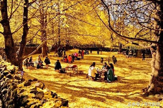 乐山最美银杏打卡地,中国最美十大银杏观赏地