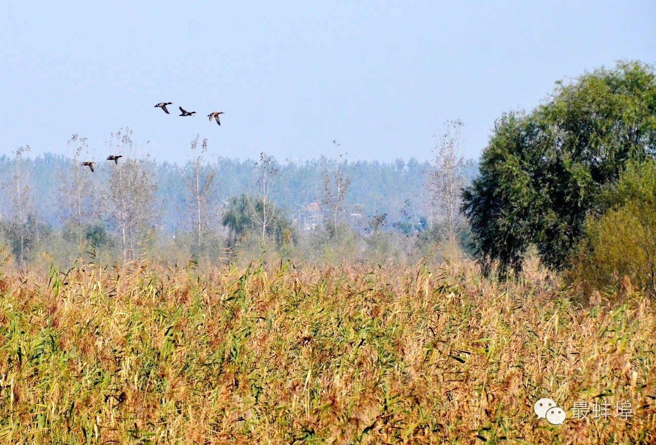 蚌埠市三县四区排名,蚌埠三大县