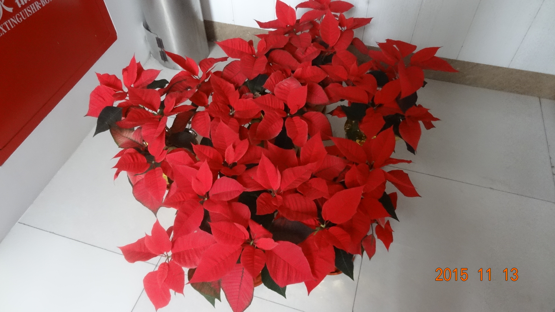 上海东昌中学东校和南校有啥区别,上海东昌南校特色