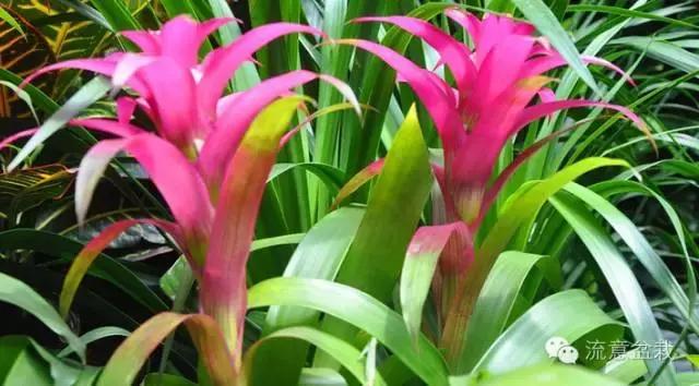 鸿运当头的花有毒吗能不能放家,鸿运当头鲜花有毒吗