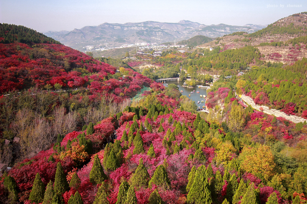 冬游红叶谷,看万山红遍层林尽染全文