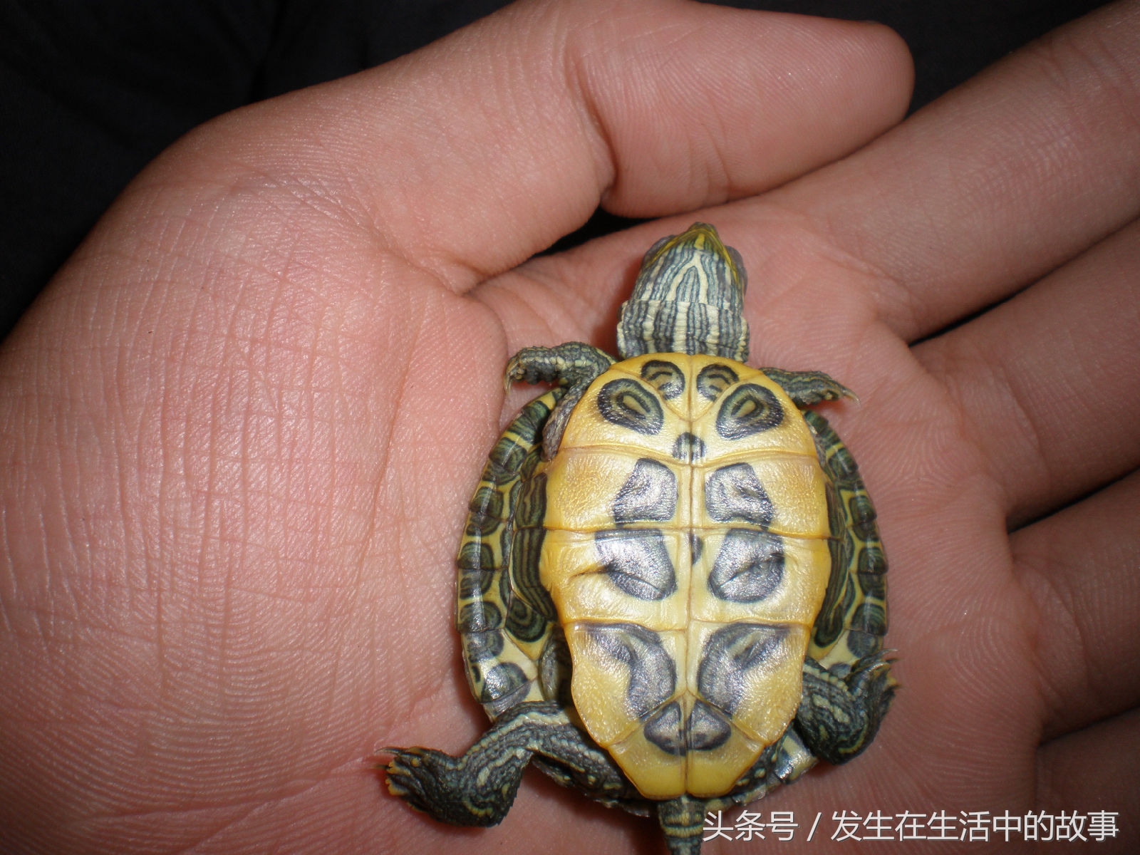 巴西龟怎么养才100%能活下来,怎么才能养好一只小巴西龟