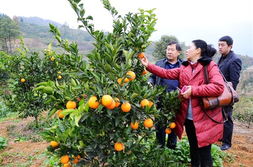 奇闻趣事：贵州人为什么哈说湖北“宜昌方言”！？在线君最新解谜