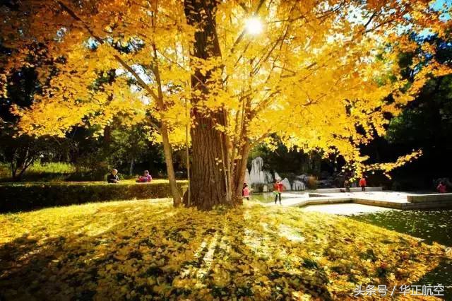 乐山最美银杏打卡地,中国最美十大银杏观赏地