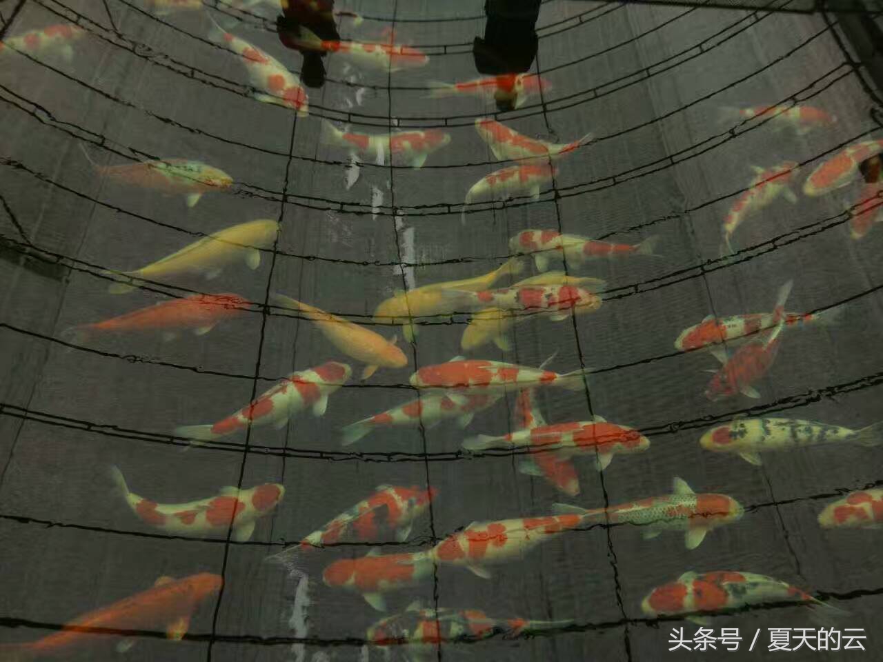 水泥池养鱼要怎么脱碱,水泥池脱碱后多久可以养鱼