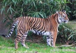 老虎遇到老虎该怎么办,如果老虎伤人了怎么办