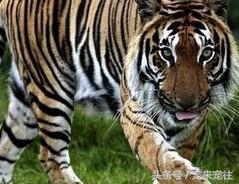 老虎遇到老虎该怎么办,如果老虎伤人了怎么办