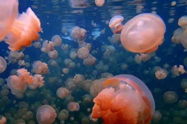 帕劳上帝水族馆介绍,帕劳上帝水族馆攻略