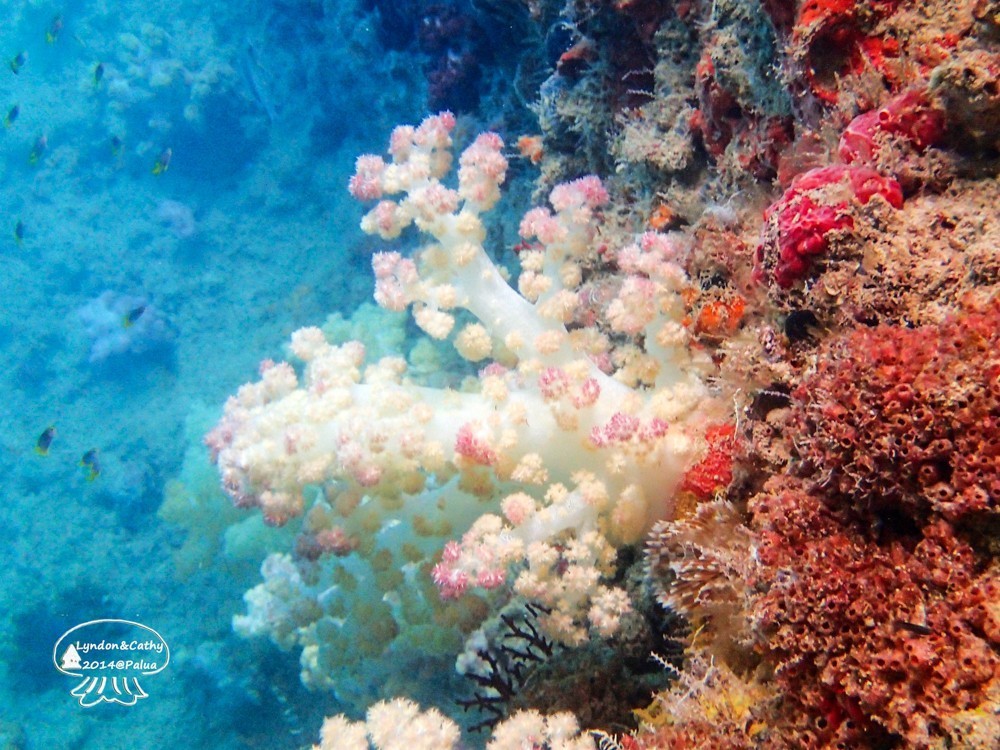 帕劳上帝水族馆介绍,帕劳上帝水族馆攻略