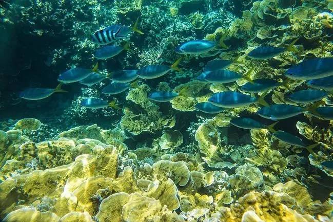 帕劳上帝水族馆介绍,帕劳上帝水族馆攻略