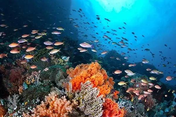 帕劳上帝水族馆介绍,帕劳上帝水族馆攻略