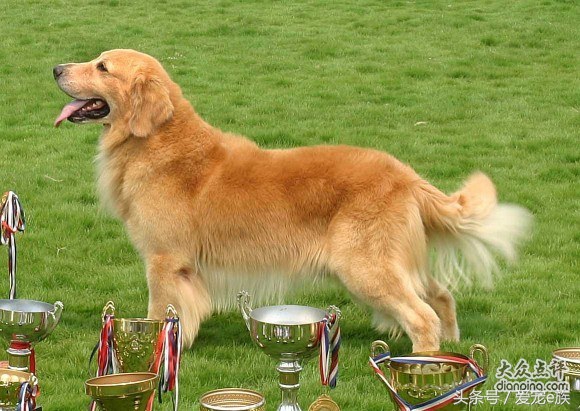 养金毛犬的冷知识,金毛犬的养护知识