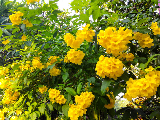 去新加坡,如果你有预算,建议至少去金沙酒店住一晚