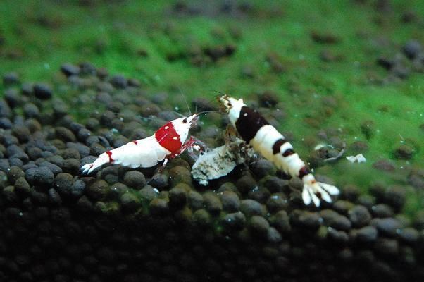 怎样才可以培养优质的水晶虾,如何培育出虾