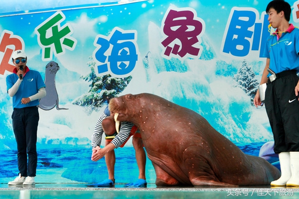 深圳小梅沙海洋世界游乐,深圳小梅沙海洋世界一日游